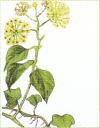 和漢薬・セイヨウキズタ茎と花、写真