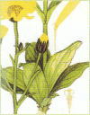 和漢薬・アルニカの花と茎、写真